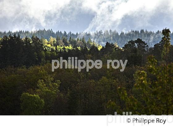 FORET , MASSIF DES MONEDIERES, CORREZE, LIMOUSIN. (19F03603.jpg)