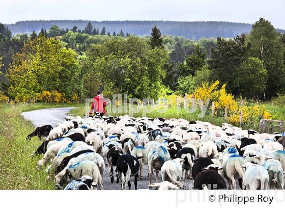 TRANSHUMANCE MOUTONS, PLATEAU DE MILLEVACHES, CORREZE. (19F04139.jpg)