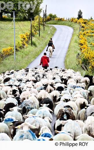 TRANSHUMANCE MOUTONS, PLATEAU DE MILLEVACHES, CORREZE. (19F04208.jpg)