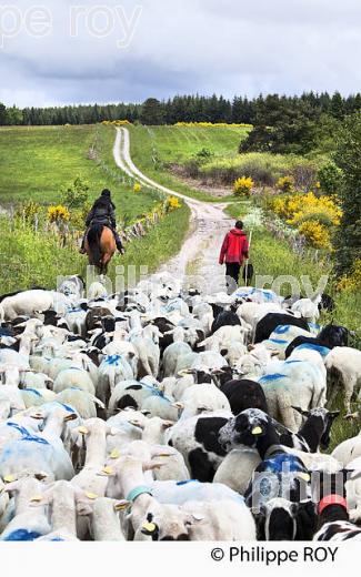 TRANSHUMANCE MOUTONS, PLATEAU DE MILLEVACHES, CORREZE. (19F04209.jpg)
