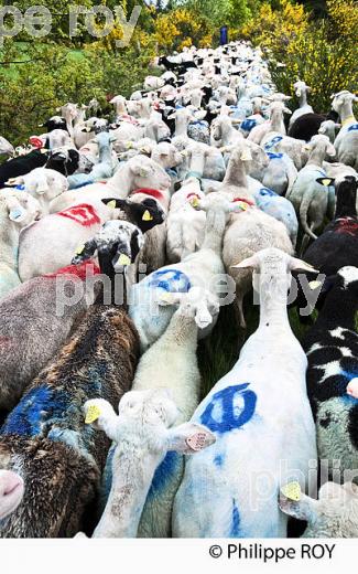 TRANSHUMANCE MOUTONS, PLATEAU DE MILLEVACHES, CORREZE. (19F04216.jpg)