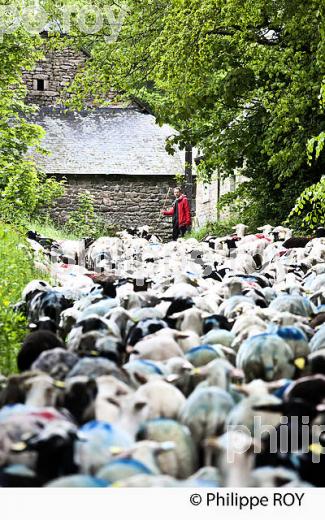 TRANSHUMANCE MOUTONS, PLATEAU DE MILLEVACHES, CORREZE. (19F04219.jpg)