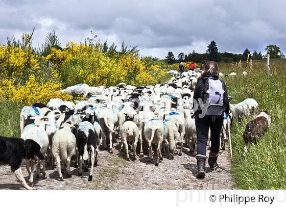 TRANSHUMANCE MOUTONS, PLATEAU DE MILLEVACHES, CORREZE. (19F04227.jpg)