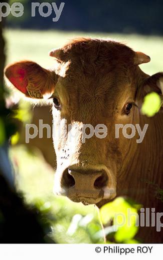 VACHE, RACE LIMOUSINE,   CORREZE, LIMOUSIN. (19F06302.jpg)
