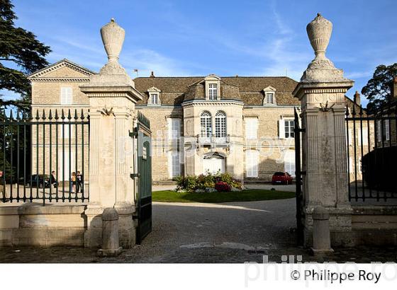 VIGNOBLE DE MEURSAULT,  COTE DE BEAUNE, VINS DE BOURGOGNE, COTE D' OR. (21F01337.jpg)