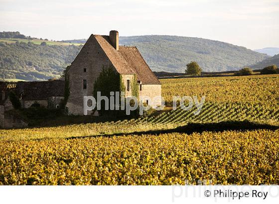 VIGNOBLE DE CHASSAGNE  MONTRACHET, COTE DE BEAUNE, VINS DE BOURGOGNE, COTE D' OR. (21F01416.jpg)