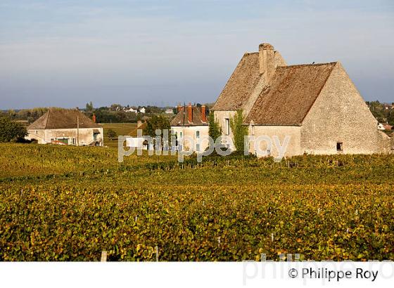 VIGNOBLE DE CHASSAGNE  MONTRACHET, COTE DE BEAUNE, VINS DE BOURGOGNE, COTE D' OR. (21F01417.jpg)