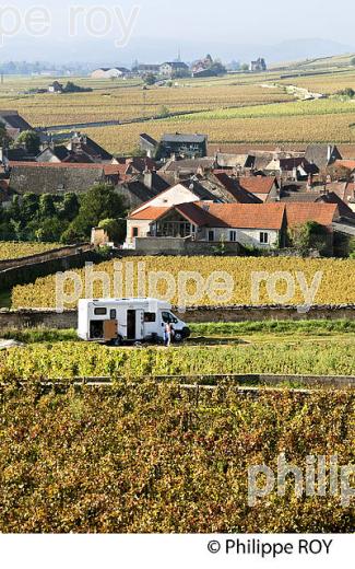 VIGNOBLE DE POMMARD, COTE D EBEAUNE, VINS DE BOURGOGNE, COTE D' OR. (21F01526.jpg)