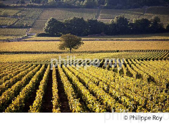 VIGNOBLE DE PULIGNY MONTRACHET, COTE DE BEAUNE, VINS DE BOURGOGNE, COTE D' OR. (21F01531.jpg)