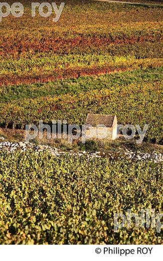 VIGNOBLE DE SANTENAY , COTE DE BEAUNE, VINS DE BOURGOGNE, COTE D' OR. (21F01602.jpg)