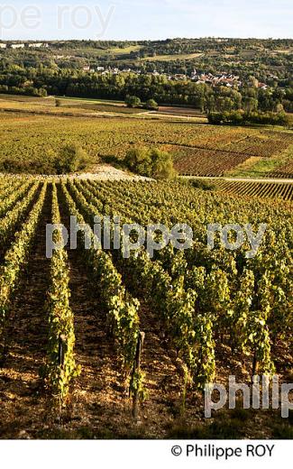 VIGNOBLE DE SANTENAY , COTE DE BEAUNE, VINS DE BOURGOGNE, COTE D' OR. (21F01604.jpg)