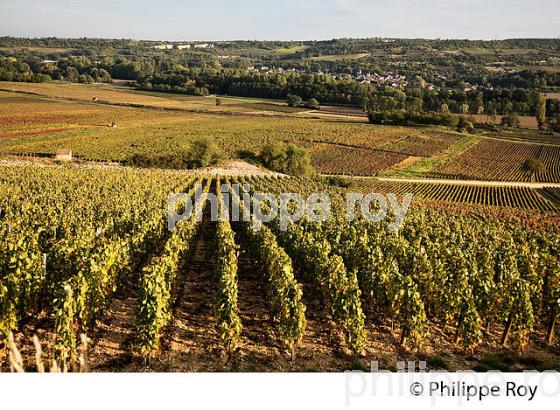 VIGNOBLE DE SANTENAY , COTE DE BEAUNE, VINS DE BOURGOGNE, COTE D' OR. (21F01606.jpg)