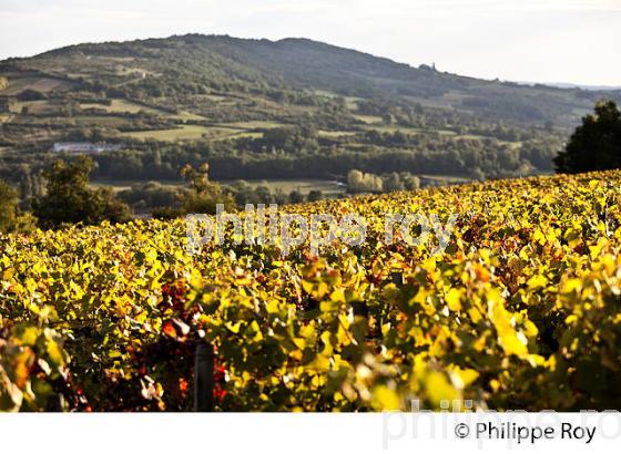 VIGNOBLE DE SANTENAY , COTE DE BEAUNE, VINS DE BOURGOGNE, COTE D' OR. (21F01610.jpg)