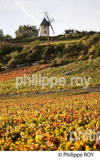 VIGNOBLE DE SANTENAY , COTE DE BEAUNE, VINS DE BOURGOGNE, COTE D' OR. (21F01615.jpg)