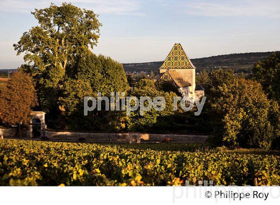 VIGNOBLE DE SANTENAY , COTE DE BEAUNE, VINS DE BOURGOGNE, COTE D' OR. (21F01621.jpg)