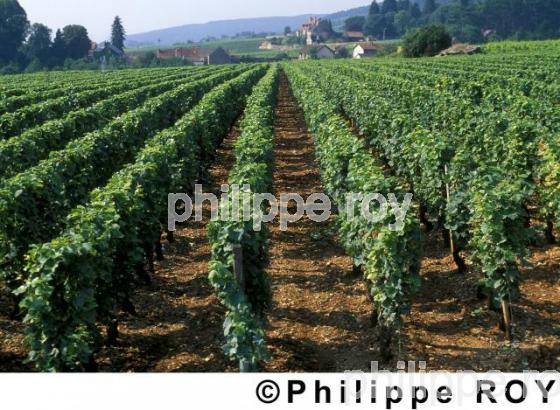 Vignoble de Bourgogne (21V00102.jpg)