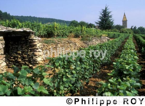 Vignoble de Bourgogne (21V00103.jpg)