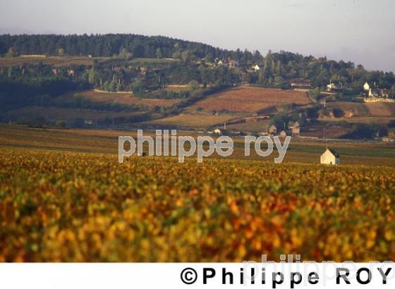 Vignoble de Bourgogne (21V00104.jpg)