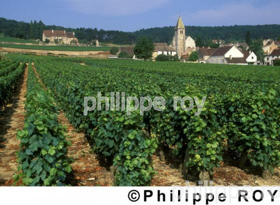Vignoble de Bourgogne (21V00105.jpg)