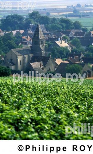 Vignoble de Bourgogne (21V00106.jpg)