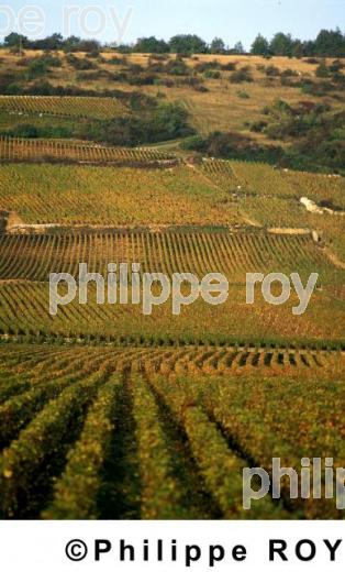 Vignoble de Bourgogne (21V00107.jpg)