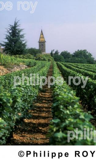 Vignoble de Bourgogne (21V00108.jpg)