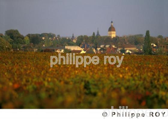 Le vignoble de Bourgogne (21V00111.jpg)