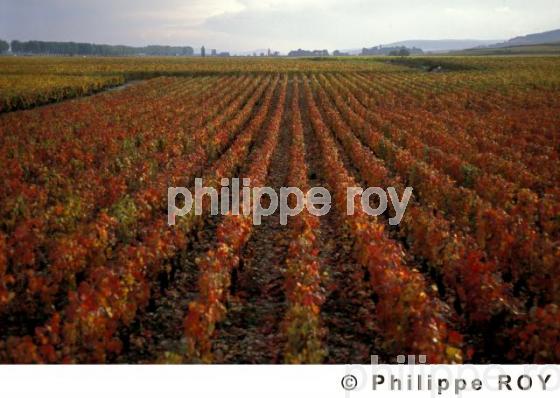 Le vignoble de Bourgogne (21V00112.jpg)