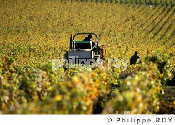 Le vignoble de Bourgogne (21V00115.jpg)