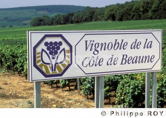 Le vignoble de Bourgogne (21V00120.jpg)