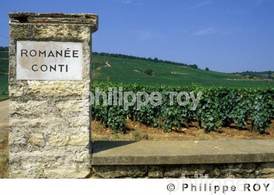 Le vignoble de Bourgogne (21V00121.jpg)