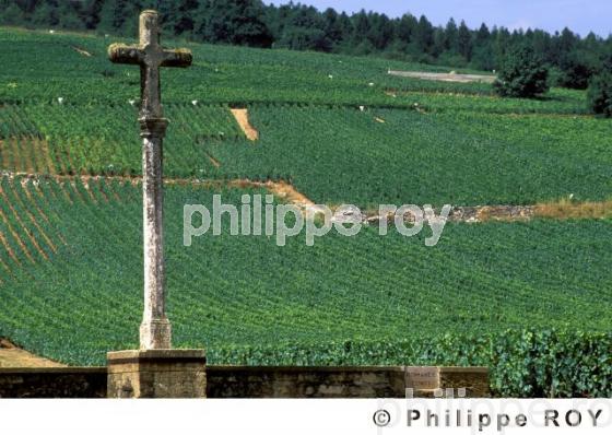 Le vignoble de Bourgogne (21V00122.jpg)