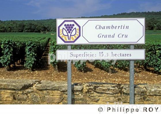 Le vignoble de Bourgogne (21V00123.jpg)