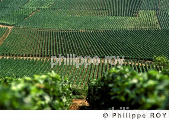 Le vignoble de Bourgogne (21V00125.jpg)