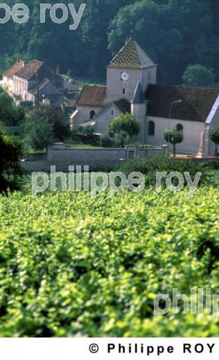 Le vignoble de Bourgogne (21V00126.jpg)