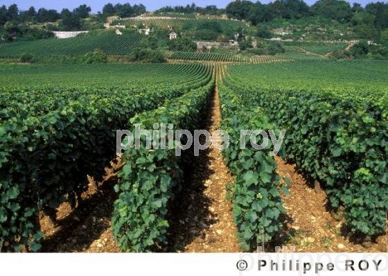 Le vignoble de Bourgogne (21V00128.jpg)