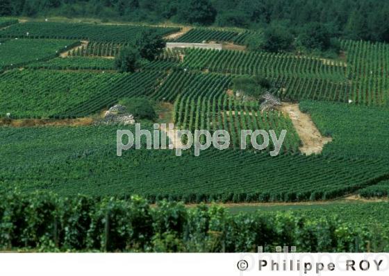 Le vignoble de Bourgogne (21V00130.jpg)