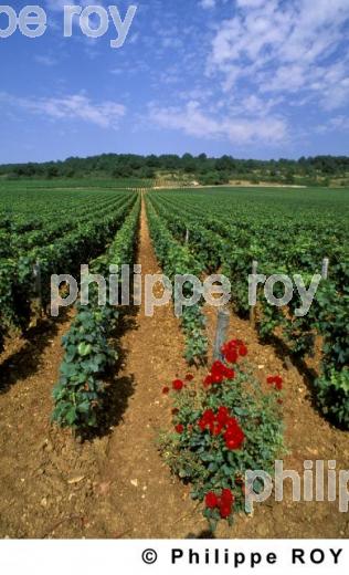 Le vignoble de Bourgogne (21V00131.jpg)