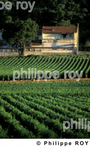 Le vignoble de Bourgogne (21V00133.jpg)