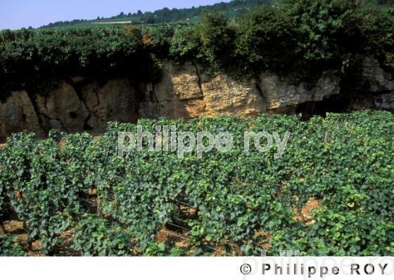Le vignoble de Bourgogne (21V00134.jpg)
