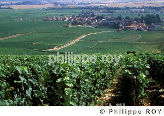 Le vignoble de Bourgogne (21V00135.jpg)