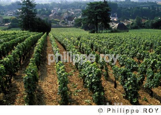 Le vignoble de Bourgogne (21V00136.jpg)