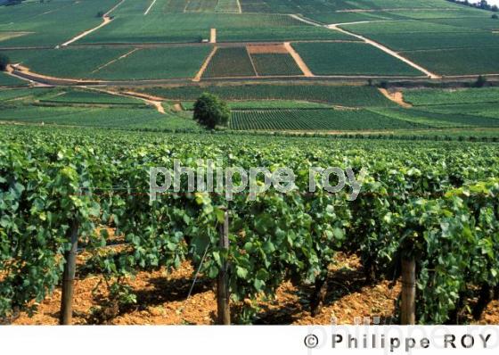 Le vignoble de Bourgogne (21V00137.jpg)