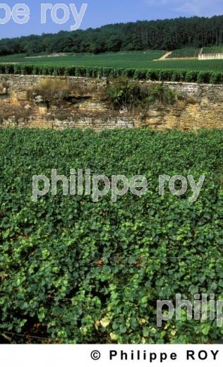 Le vignoble de Bourgogne (21V00138.jpg)