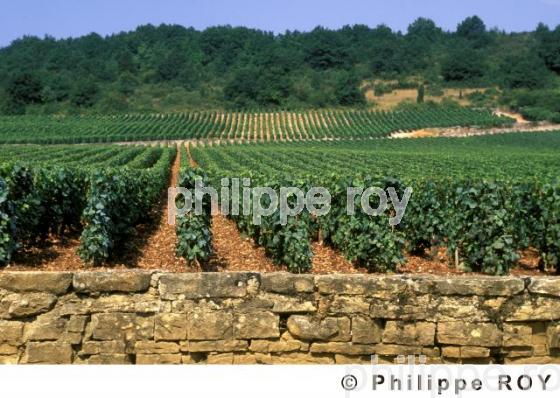 Le vignoble de Bourgogne (21V00139.jpg)