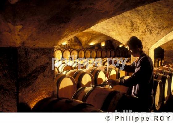 Le vignoble de Bourgogne (21V00140.jpg)