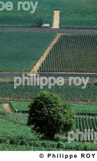 Le vignoble de Bourgogne (21V00205.jpg)
