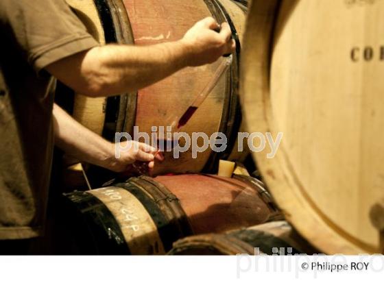 Elevage, Vins de Bourgogne, Beaune (21V00327.jpg)