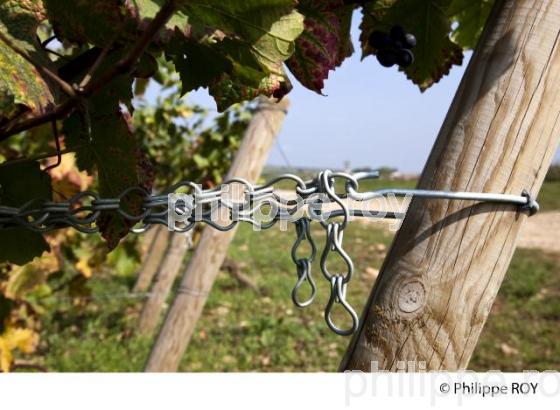 Palissage, Vignoble de Bourgogne (21V00403.jpg)