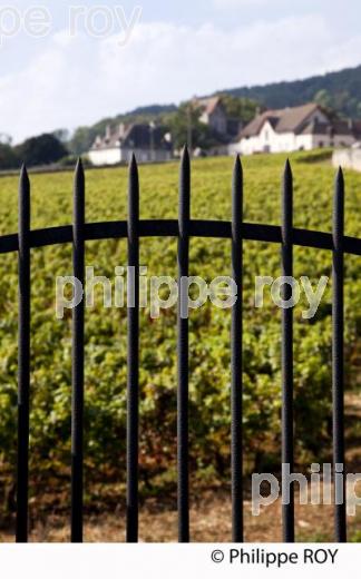 Vignoble de Bourgogne, Volnay (21V00405.jpg)